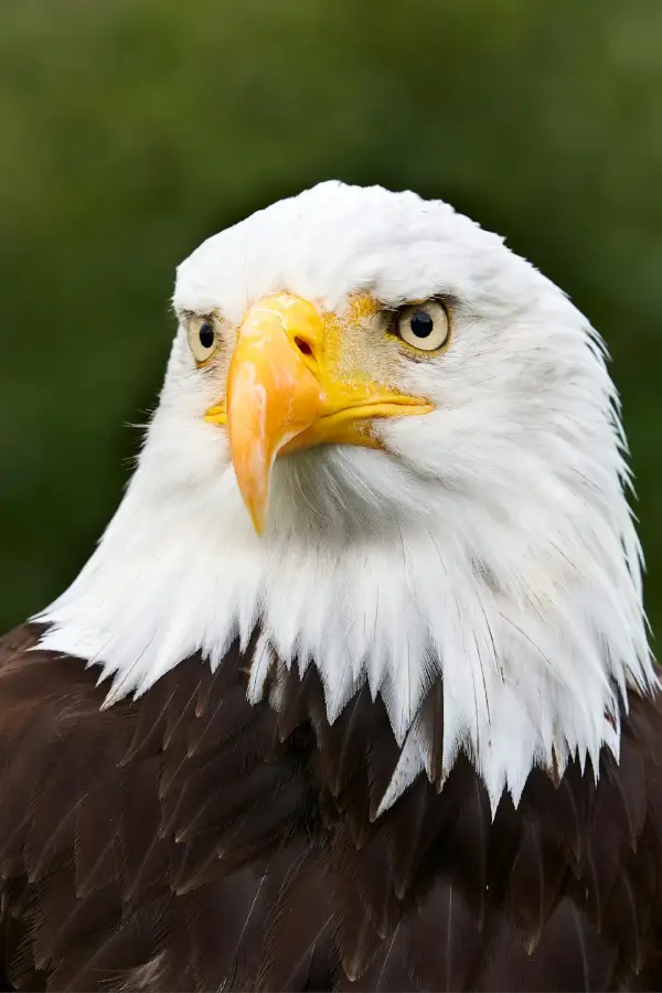 Eagle